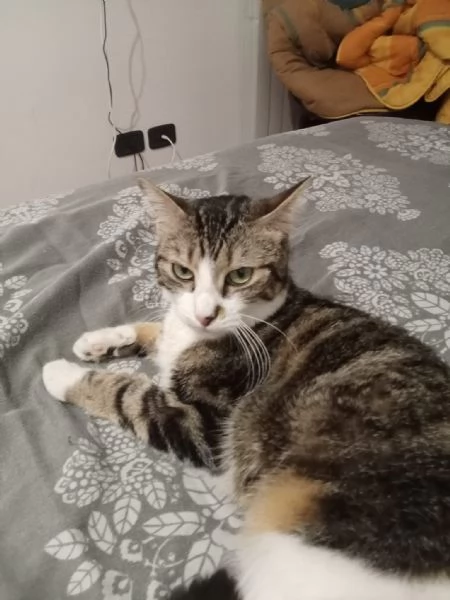 Zoe deliziosa micia di un anno | Foto 0