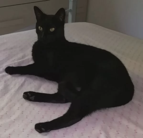 AXEL MICIO PANTERONE DI 7 ANNI | Foto 4