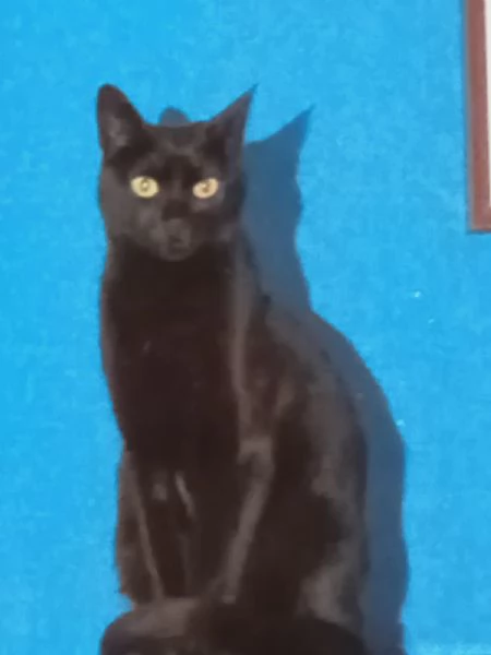 AXEL MICIO PANTERONE DI 7 ANNI | Foto 2