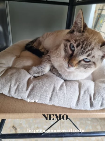 Nemo e Noemi cuccioli meravigliosi