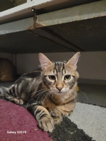 Eros e isotta deliziosi cuccioli | Foto 3