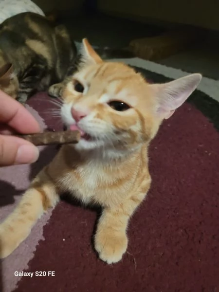 Eros e isotta deliziosi cuccioli | Foto 2