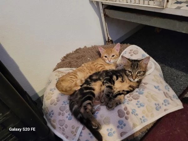 Eros e isotta deliziosi cuccioli