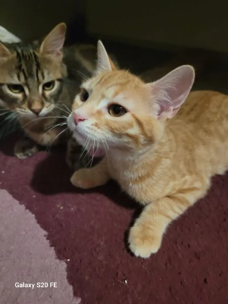 Eros e isotta deliziosi cuccioli | Foto 1