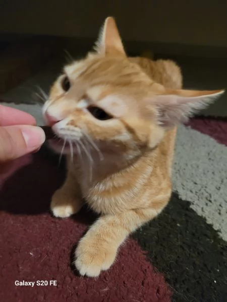 Eros e isotta deliziosi cuccioli | Foto 0