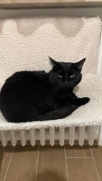 Simba e Mei mici di 5 anni adozione anche singola | Foto 5
