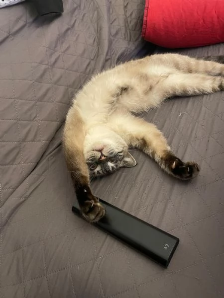 Simba e Mei mici di 5 anni adozione anche singola | Foto 4