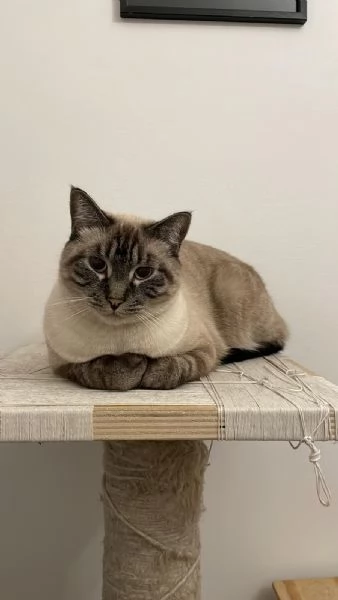 Simba e Mei mici di 5 anni adozione anche singola