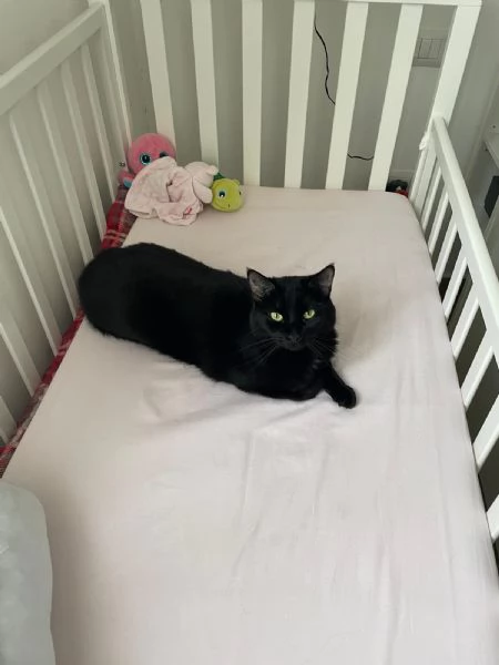 Simba e Mei mici di 5 anni adozione anche singola | Foto 3