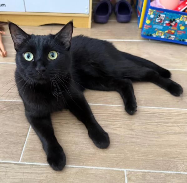 Simba e Mei mici di 5 anni adozione anche singola | Foto 2