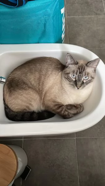 Simba e Mei mici di 5 anni adozione anche singola | Foto 1