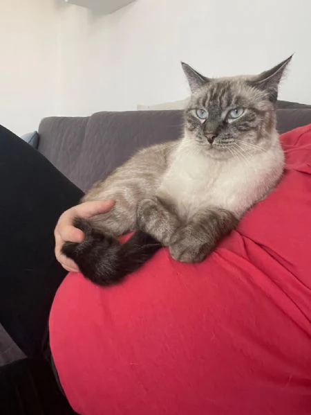 Simba e Mei mici di 5 anni adozione anche singola | Foto 0