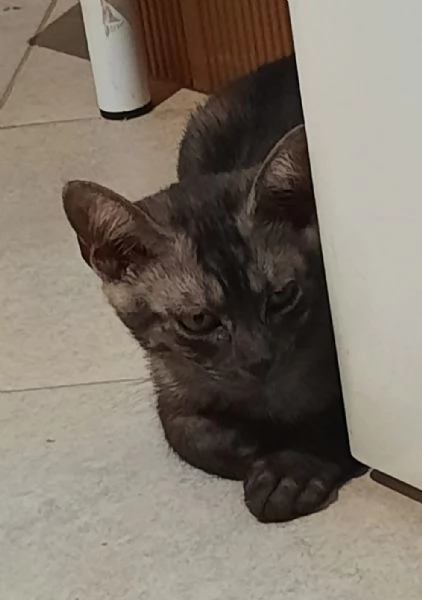 Elodie cucciola simpaticissima