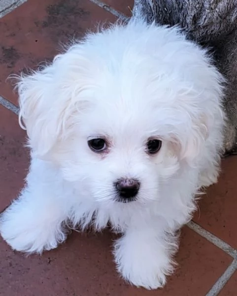 simpatici e adorabili cuccioli maltesi in adozione.