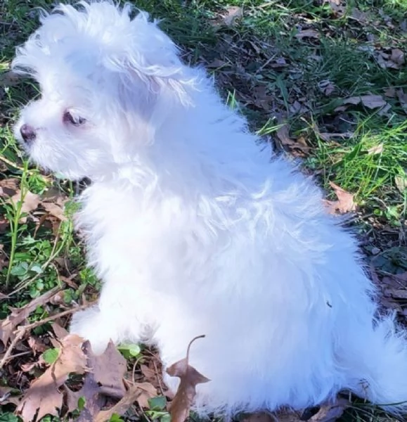 simpatici e adorabili cuccioli maltesi in adozione. | Foto 1