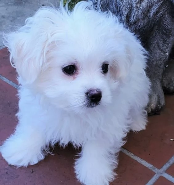 simpatici e adorabili cuccioli maltesi in adozione. | Foto 0