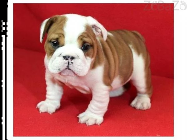 regalo cuccioli bulldog inglese per l'adozione