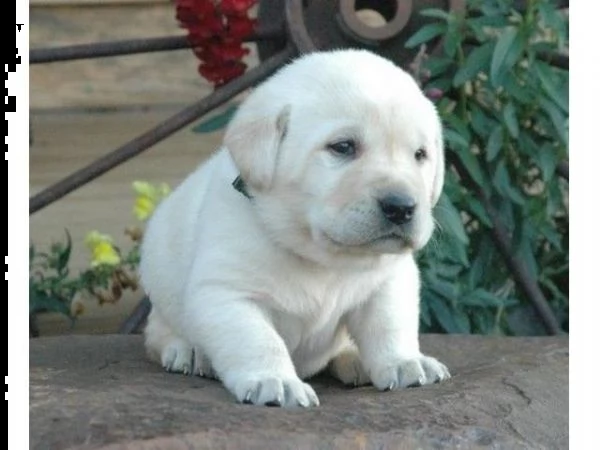 regalo adorabili cuccioli di la labrador chicolato