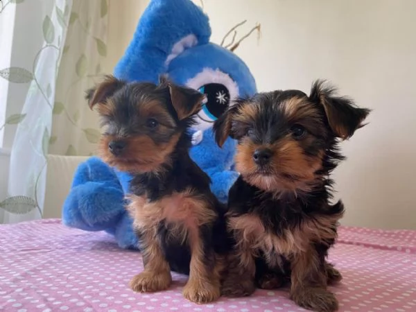 regalo cuccioli di yorkshire.