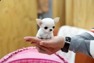 regalo chihuahua cuccioli