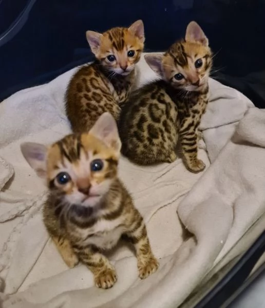 gatto del bengala - gatto