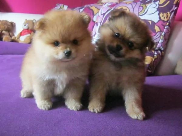 pomerania di razza pomerania (femmina)