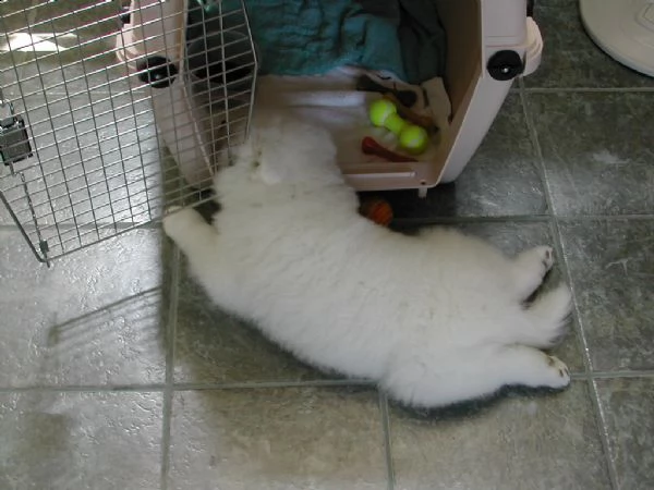 cuccioli di samoiedo maschio e femmina | Foto 2