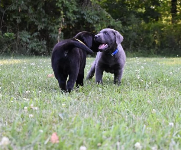 cuccioli di labrador.