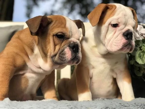 bulldog inglese cuccioli