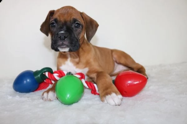 boxer italiani di alta genealogia