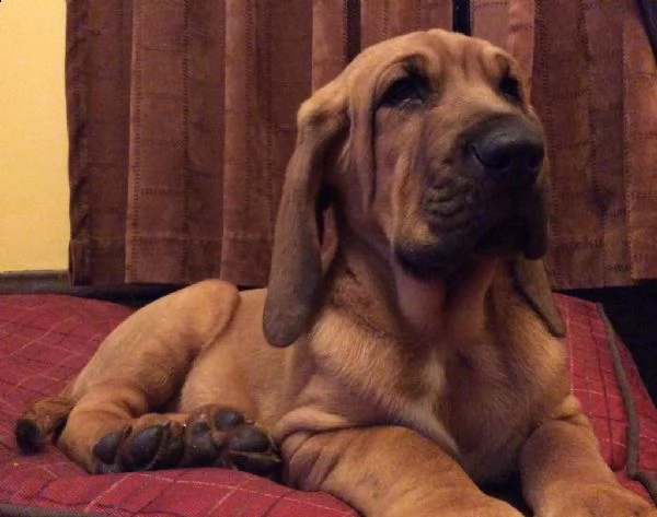 meravigliosa cucciolata di bloodhound