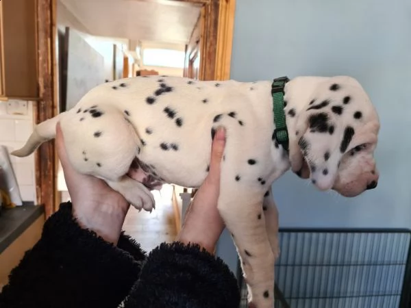 cucciole di dalmata