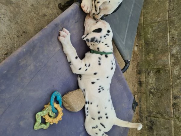 cucciole di dalmata | Foto 1