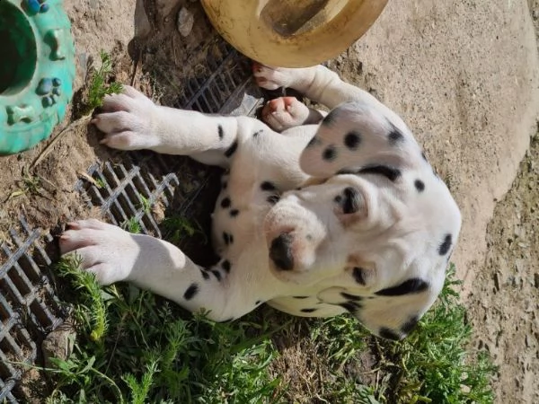 cucciole di dalmata | Foto 0