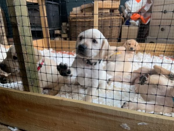 bello labrador , maschio e femmina, in regalo