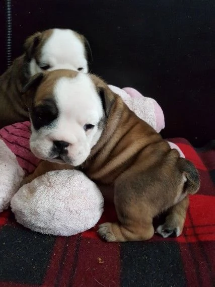 regalo bulldog inglese cuccioli disponibili
