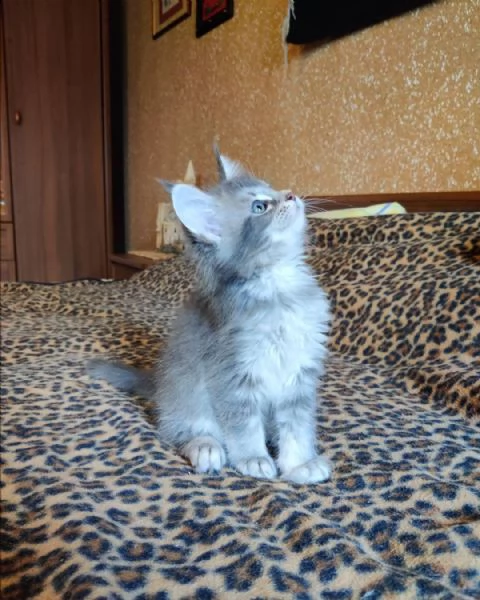 maine coon | Foto 2