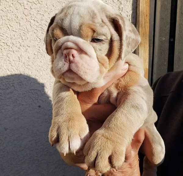 sincero affettuoso | Foto 0