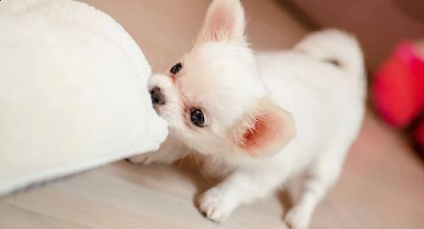 chihuahua toy cuccioli pelo lungo