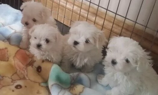 meravigliosi cuccioli di maltese toy di 65 giorni. 