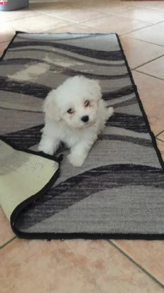 maltese/