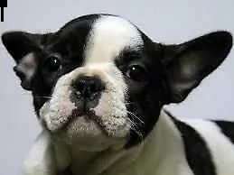 disponibili dei favolosi cucciolotti di bulldog francese