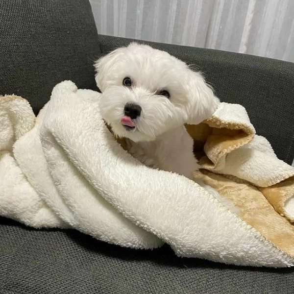 bellissimi maltesini toy di mesi 2 e mezzo 