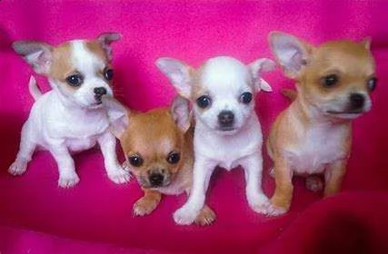 chihuahua toy buoni e molto interessanti di 2 mesi e mezzo
