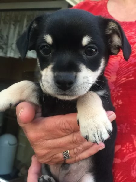  regalo chihuahua meravigliosi