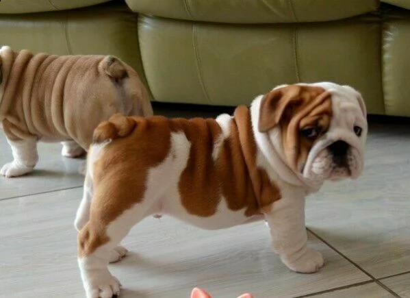 disponiamo di fascinosi cucciolini di bulldog inglese