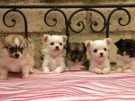 speciali cuccioli di chihuahu
