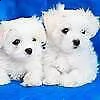 disponibile cucciolo di maltese mini mini toy
