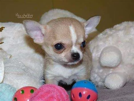 cucciolo di chiwawa mini mini toy perfettissimo
