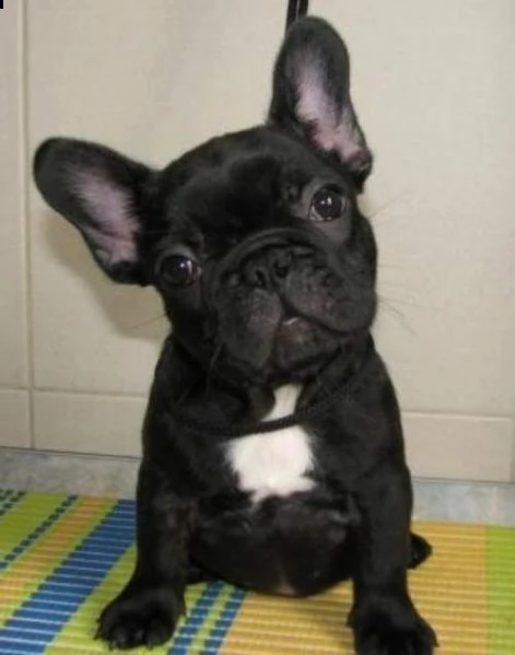 disponiamo cucciolo di bull dog francese